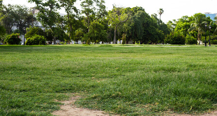 Natural green grass with tree and skye view sport background texture concept.