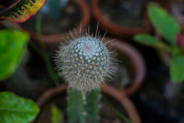 beautiful cactus flower in pot