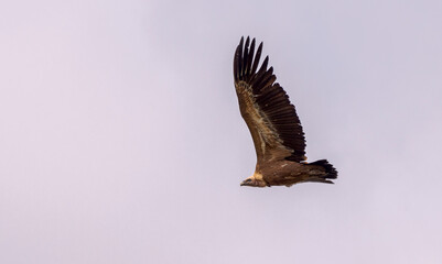 Griffon vulture, Gyps fulvus, in flight. Photo taken in the municipality of Colmenar Viejo, province of Madrid, Spain