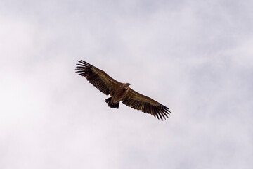 Griffon vulture, Gyps fulvus, in flight. Photo taken in the municipality of Colmenar Viejo, province of Madrid, Spain