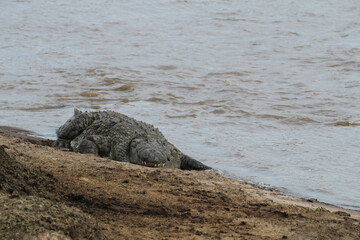 crocodile hunting in river in kenya
