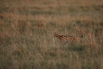 serval in savannah in Kenya