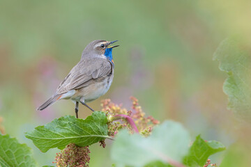 Bluethroat male in breeding season (Luscinia svecica)