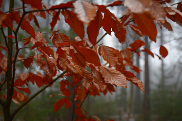 Brown beech tree leaves on tree in winter. Fagus sylvatica dead leaves stays on young tree. 