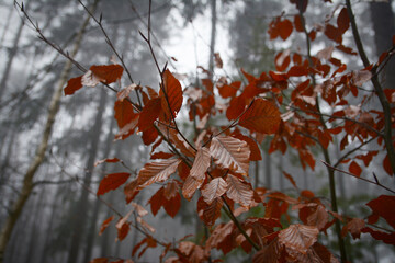 Brown beech tree leaves on tree in winter. Fagus sylvatica dead leaves stays on young tree. 