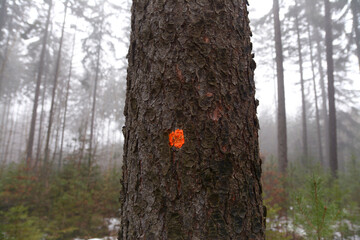 Sprayed orange dot on spruce tree trunk. Marked tree for felling.