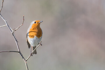 Robin on branch in a sunny day (Erithacus rubecula)