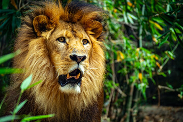 African lion male
