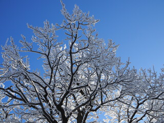 Tops and crowns of trees covered with snow against the blue sky, frozen trees in the forest sky background, winter forest landscape on a frosty day, tree branches covered hoarfrost with white snow