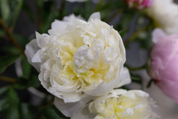 Fresh peonies Opened buds Cut flowers