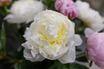 Fresh peonies Opened buds Cut flowers