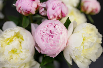 Fresh peonies Opened buds Cut flowers