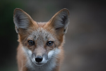 Fototapeta premium Close up of a curious young fox in the woods