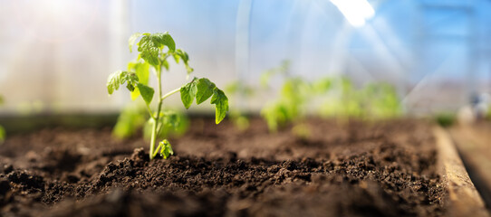Young tomato seedlings growing in the soil at greenhouse