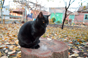 A beautiful black cat with yellow eyes is sitting on a tree stump on an autumn day.