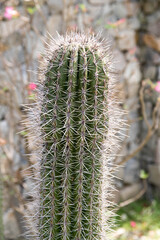 Cactus, macro phpotographjy, beautiful nature background with co
