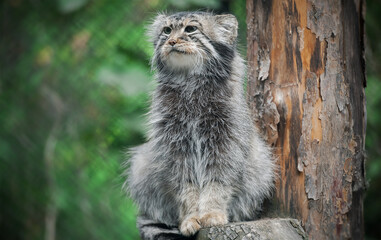 Pallas's cat (Otocolobus manul). Manul is living in the grasslands and montane steppes of Central Asia. Portrait of cute furry adult manul. Instinct to hunt © Igor