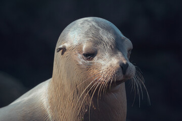 Obraz premium Close up portrait of a California Sea Lion 