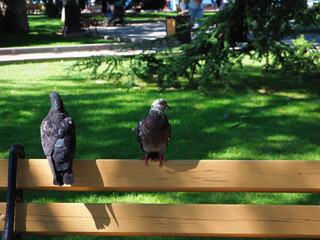 Obraz premium Two gray and white doves with folded wings sit on a park bench, one in front and one in the back. Feathered friends. Birds of the world.