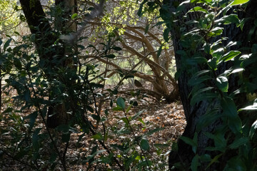 Quail Standing on Low Branch