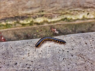 Black Centipede walk down the road