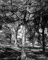 Trees in the park in black and white
