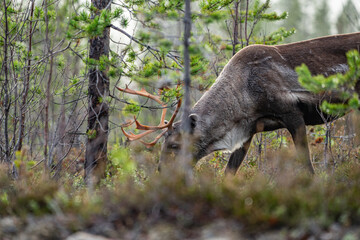 Single beautiful reindeer between trees in Sweden
