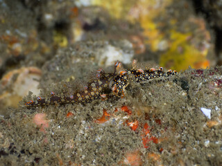 Snakey Bornella nudibranch mating (Mergui archipelago, Myanmar)