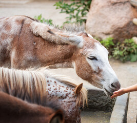 The donkey takes food from his hand. Contact with pets.