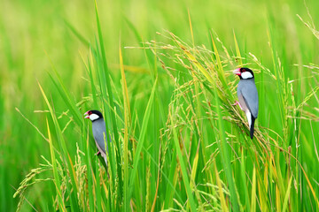 Two of Java sparrow (bird) on ear of rice in the field