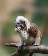 cotton-top tamarin, Saguinus oedipus - small New World monkey sitting on a branch and eating bread....