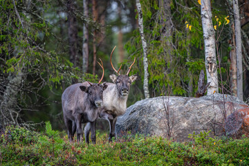 Two reindeers in a forest in Sweden