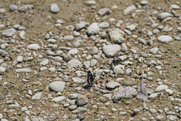 großer Schillerfalter