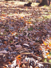 落ち葉にあたる朝の陽射し