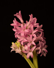 Hyacinth on a black background