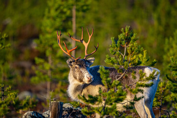 Single beautiful reindeer between trees in Sweden © Fridimedia