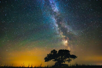 Landscape with Milky way galaxy over the oak tree