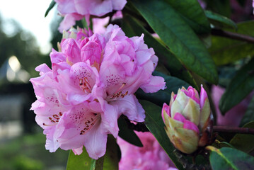 Close Up of Flower and Bud on Rhododendron Bush 