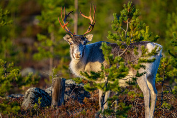 Single beautiful reindeer between trees in Sweden © Fridimedia