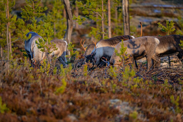 Eating reindeers between trees and stones in Sweden