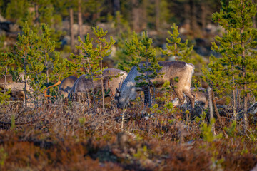 Eating reindeers between trees and stones in Sweden
