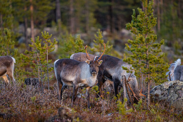 Eating reindeers between trees and stones in Sweden