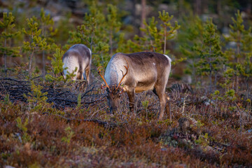 Obraz na płótnie Canvas Eating reindeers between trees and stones in Sweden