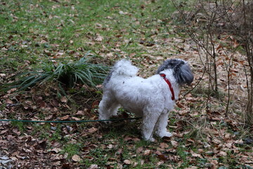 Naklejka na ściany i meble little dog outdoors on leaves and grass