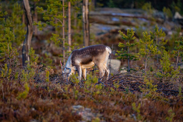 Eating reindeers between trees and stones in Sweden