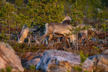 Eating reindeers between trees and stones in Sweden