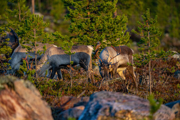 Eating reindeers between trees and stones in Sweden