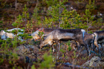 Eating reindeers between trees and stones in Sweden