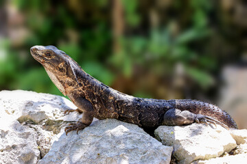 Portrait of Mexican iguana in the wild Tulum Maya Mexico summer travel.