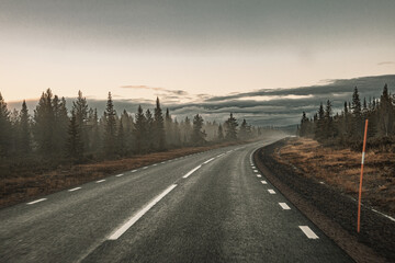 Obraz premium Street through a fir forest with fog
